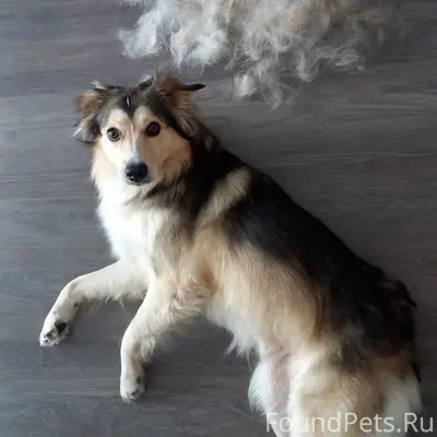 ⚠ПРОПАЛА СОБАКА ⚠ Поиск Сёмочк...