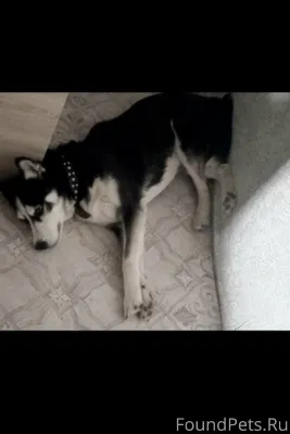 Потерялась собака,кличка Найда...