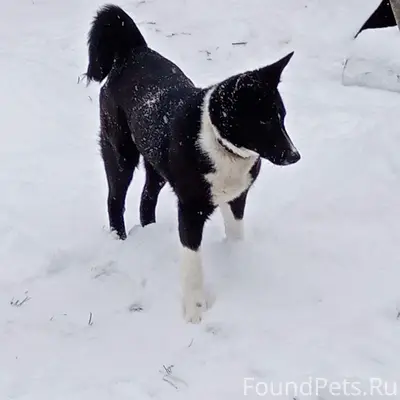 Убежала собака по кличке Кузя ...