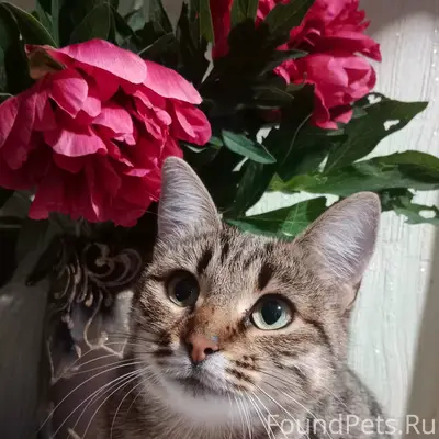 Просим помощи! На 20ой в район...