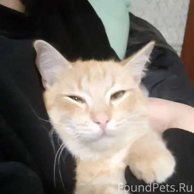 Пропал кот, уже двое суток, вс...