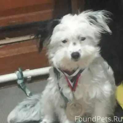 Потерялась собака!!! Может кто...