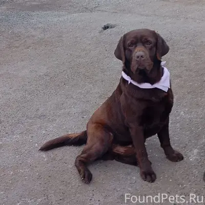 Найден лабрадор на Трусово, ра...