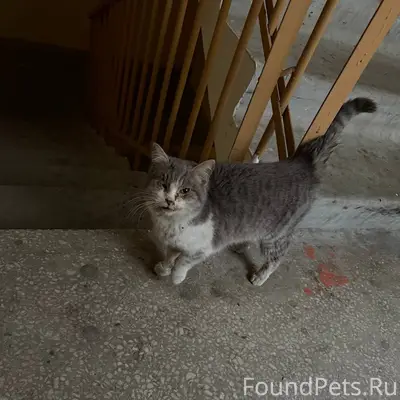 📌 СРОЧНО НУЖНА ПОМОЩЬ КОШКЕ🐾 К...