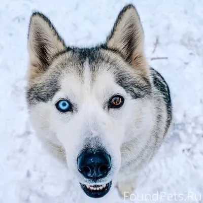 ❄️ ВНИМАНИЕ! ПОТЕРЯЛАСЬ ХАСКИ ...