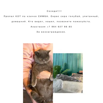 13.02.2026 Пропал Кот Симба...