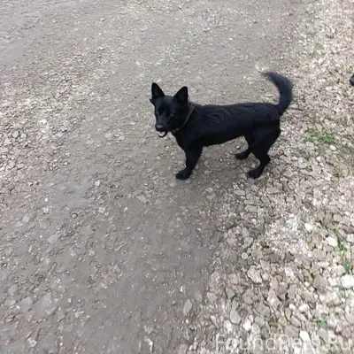 Пропала собака, Правобережный,...