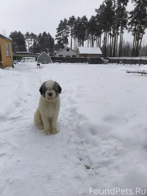 ‼️SOS‼️ 16.02 Убежала собака в...