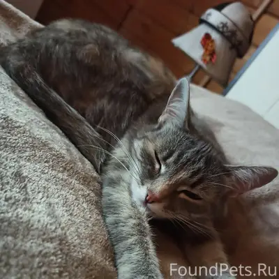 Внимание! Пропала домашняя кош...