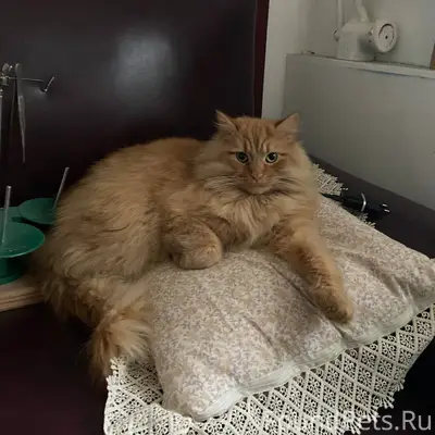 Потерялся кот район ЖД ПЕРЕЕЗД...