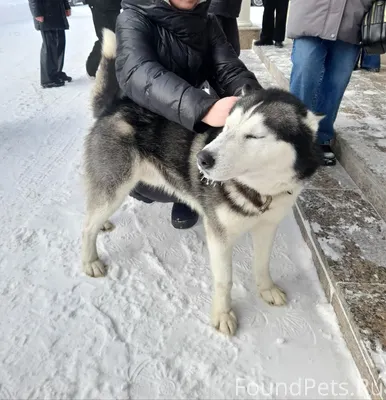 🆘Найдена собака Хаски с ошейни...