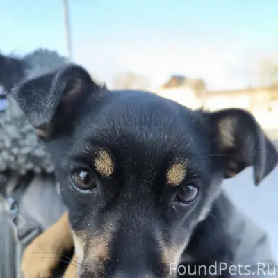 Найден щенок, девочка, с ошейн...