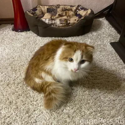 Кто потерял котика? Забежал за...