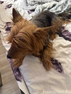 Найдена собака, на Льва Шатров...