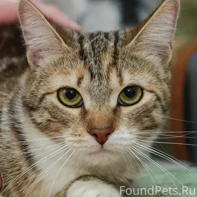 Санкт-Петербург Кошечка подрос...