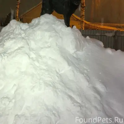 Сегодня ночью убежала собака, ...