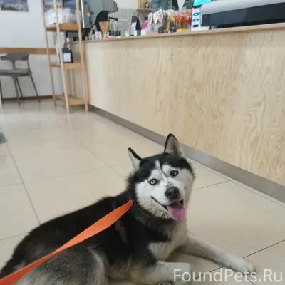 Найдена собака, хаски, окрас ч...