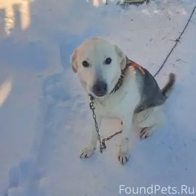 Пропала собака, по кличке Гром...