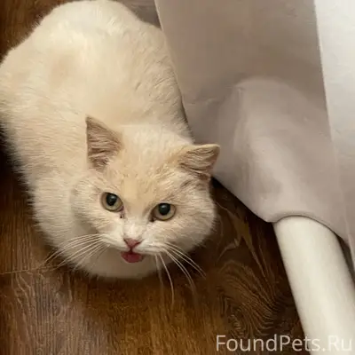Найдена кошка (кот)! Срочно ищ...