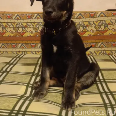 Пропала собака(щенок) Зовут Гр...