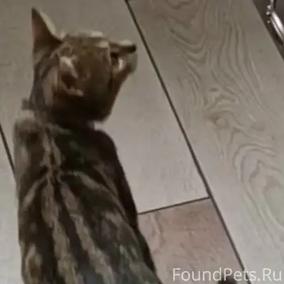 Здравствуйте. ПРОПАЛА КОШКА 14...