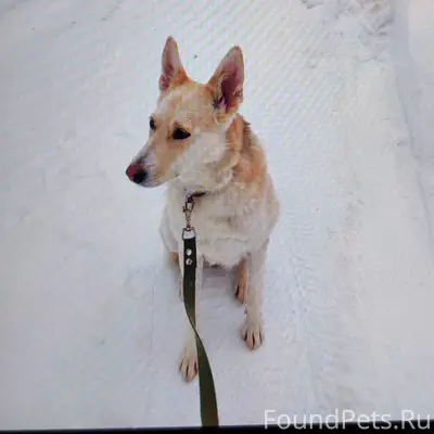 Пропала собака (Бэлла) 🆘 🆘 🆘.....