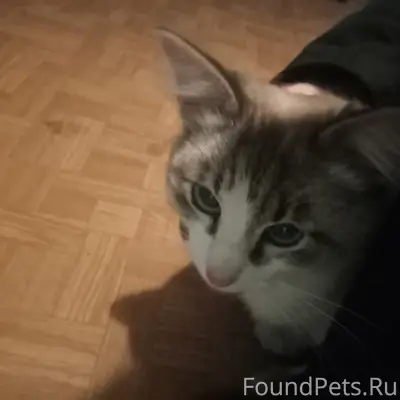 СРОЧНО! СПАСИТЕ ГОЛУБОГЛАЗУЮ К...