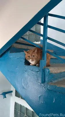 Пропал кот, зовут Персик. Если...