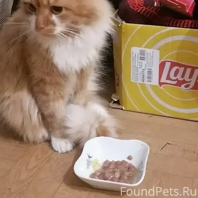 ПРОПАЛ РЫЖИЙ КОТ, ЗОВУТ РЫЖИК ...