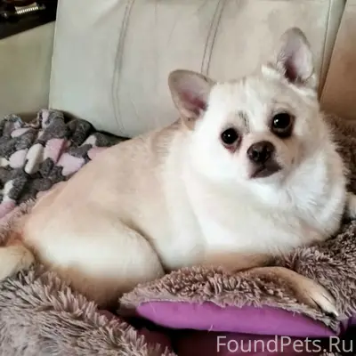 🙌🙌🫴Срочно ищу новый дом или пе...