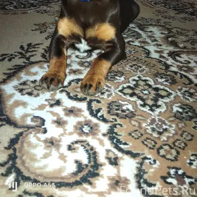 Пропала собака 15.02.2026 село...