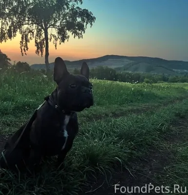 Пропала собака, французкий бул...