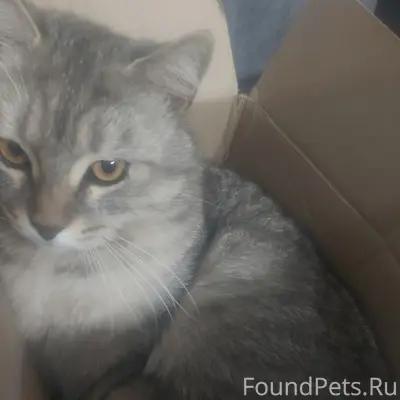 Пропал кот. В районе Детского ...