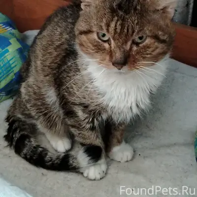 НАЙДЕН КОТ в районе ул. Ветера...