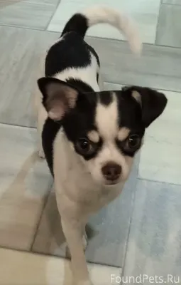 Помогите найти собаку Зовут Ми...