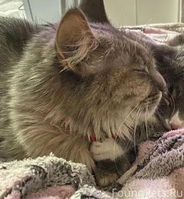 Добрый вечер! Пропала кошка. З...