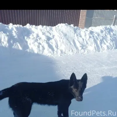15.02 убежала собака, кобель (...