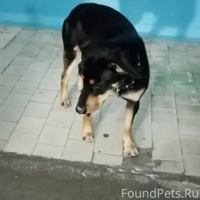 Кто потерял собаку? Сейчас нах...