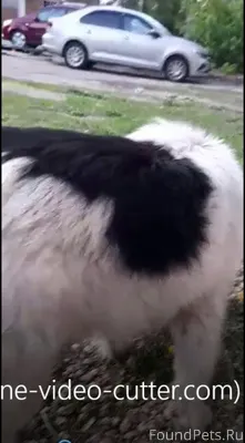 ПРОПАЛА СОБАКА 🐶 Орел, Орловск...