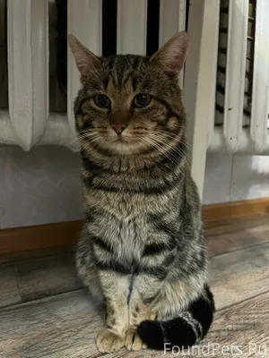 Пропал кот, кто видел отзовите...