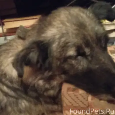 Ищут хозяев девочки - собаки, ...