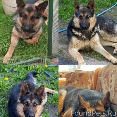 Пропала собака, убежала сегодн...