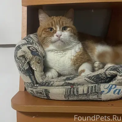 Пропала кошка (район военного ...