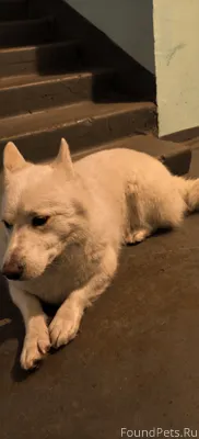 Найдена собака 16.02.2026 г...