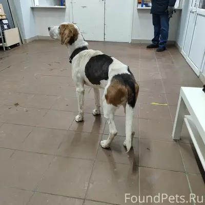 Ищем хозяина потерявшейся соба...