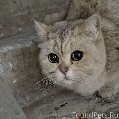 Найдена кошка. может у кого то...