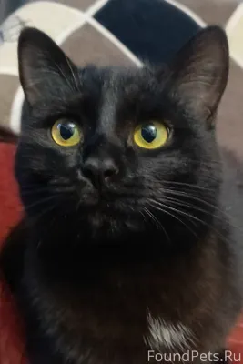 Здравствуйте, пропал черный ко...
