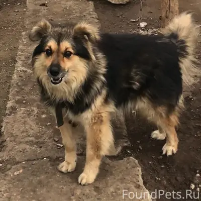 Помогите пожалуйста найти соба...