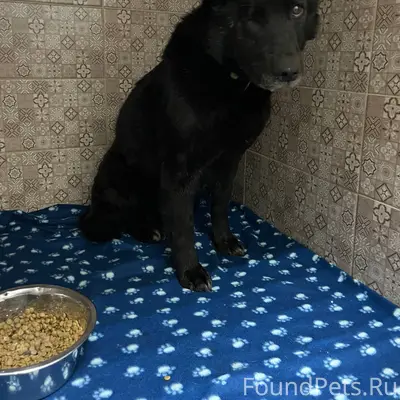 От подписчика: СРОЧНО! Собака ...