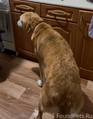 В Володарске, около военхоза н...